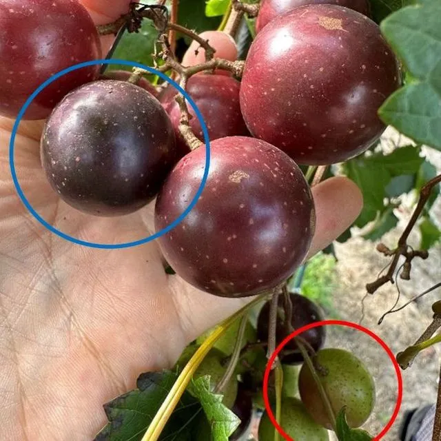 thumbnail for publication: Muscadine Grape: Postharvest Physiology and Handling Practices